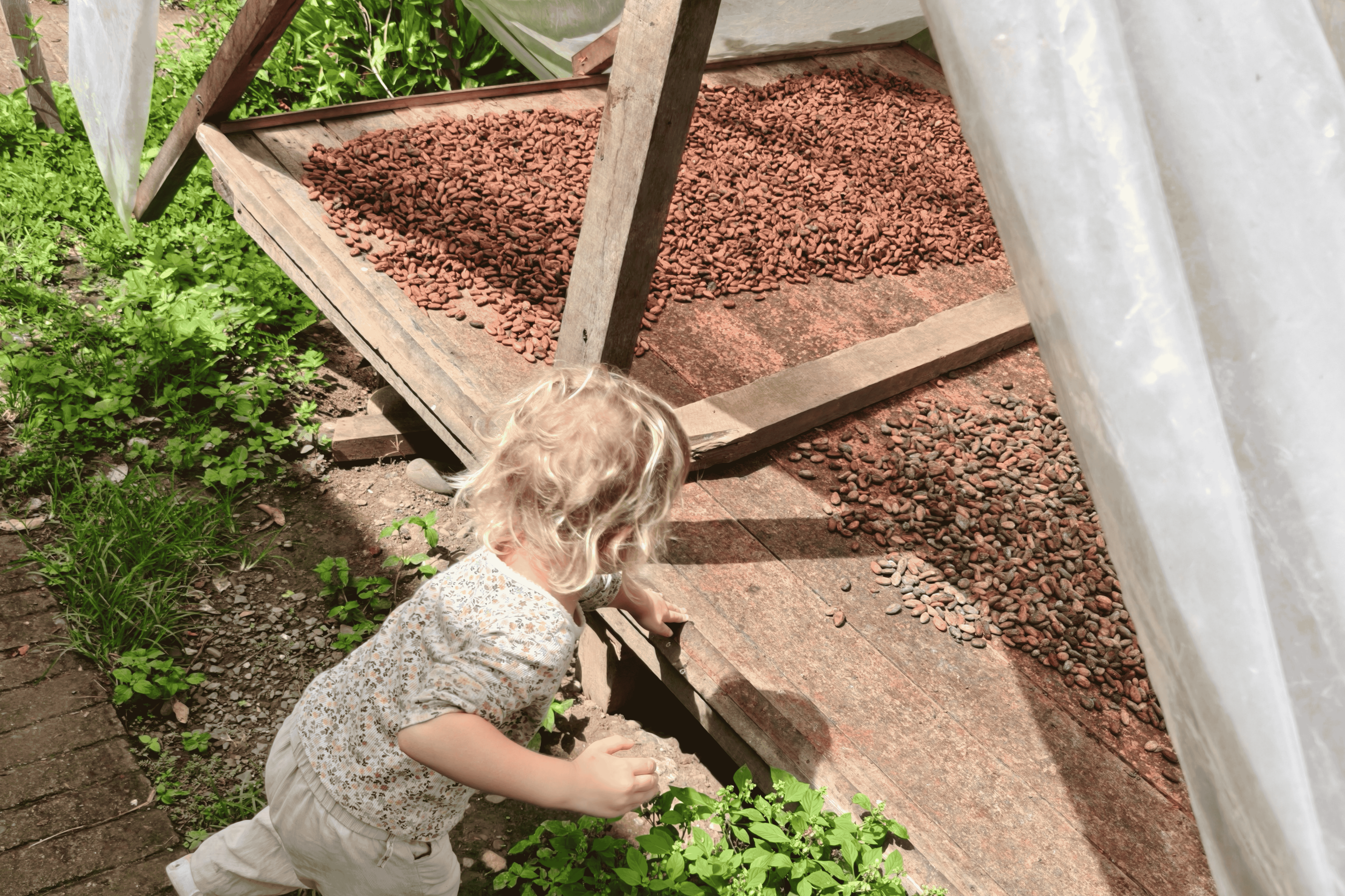 Cacao Barbara Schriek